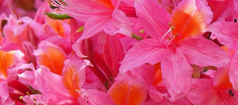 ČARNECKÝ školka jehličnatých a listnatých rostlin s rododendrony